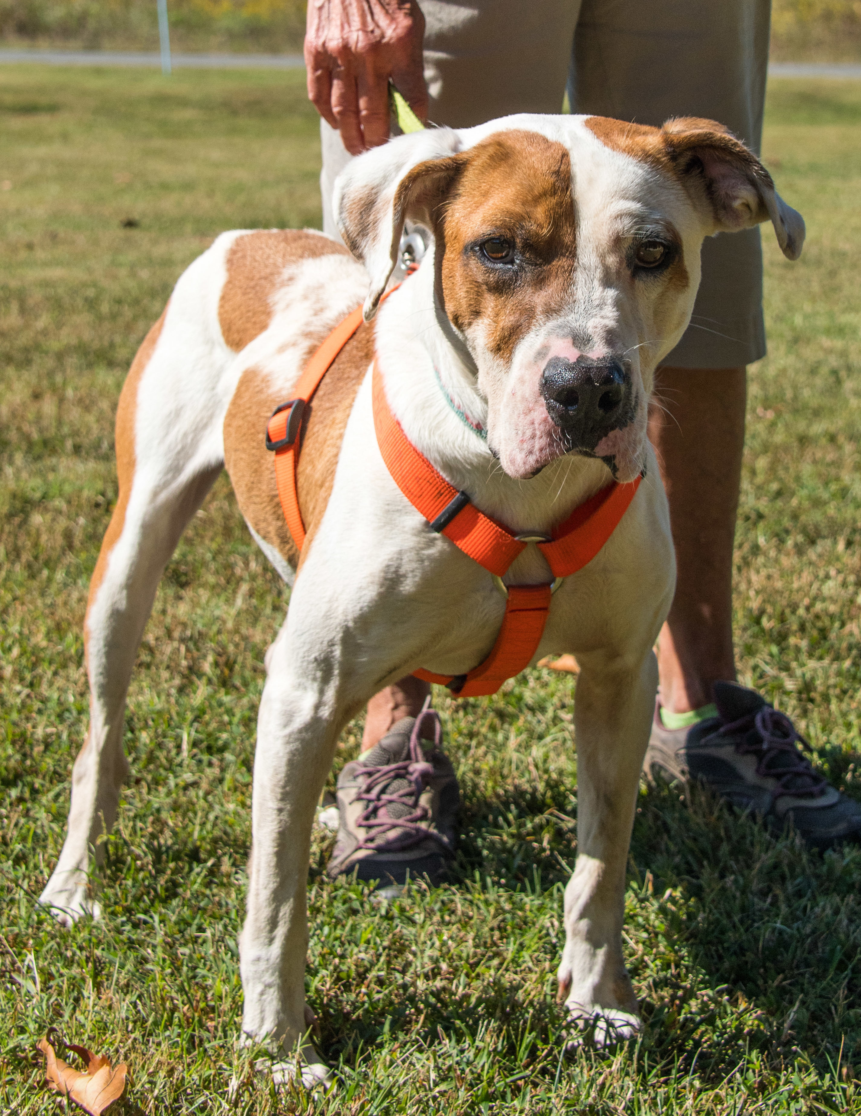 Rocky - Mr. Wonderful, an adoptable Hound, Boxer in Midlothian, VA, 23112 | Photo Image 4