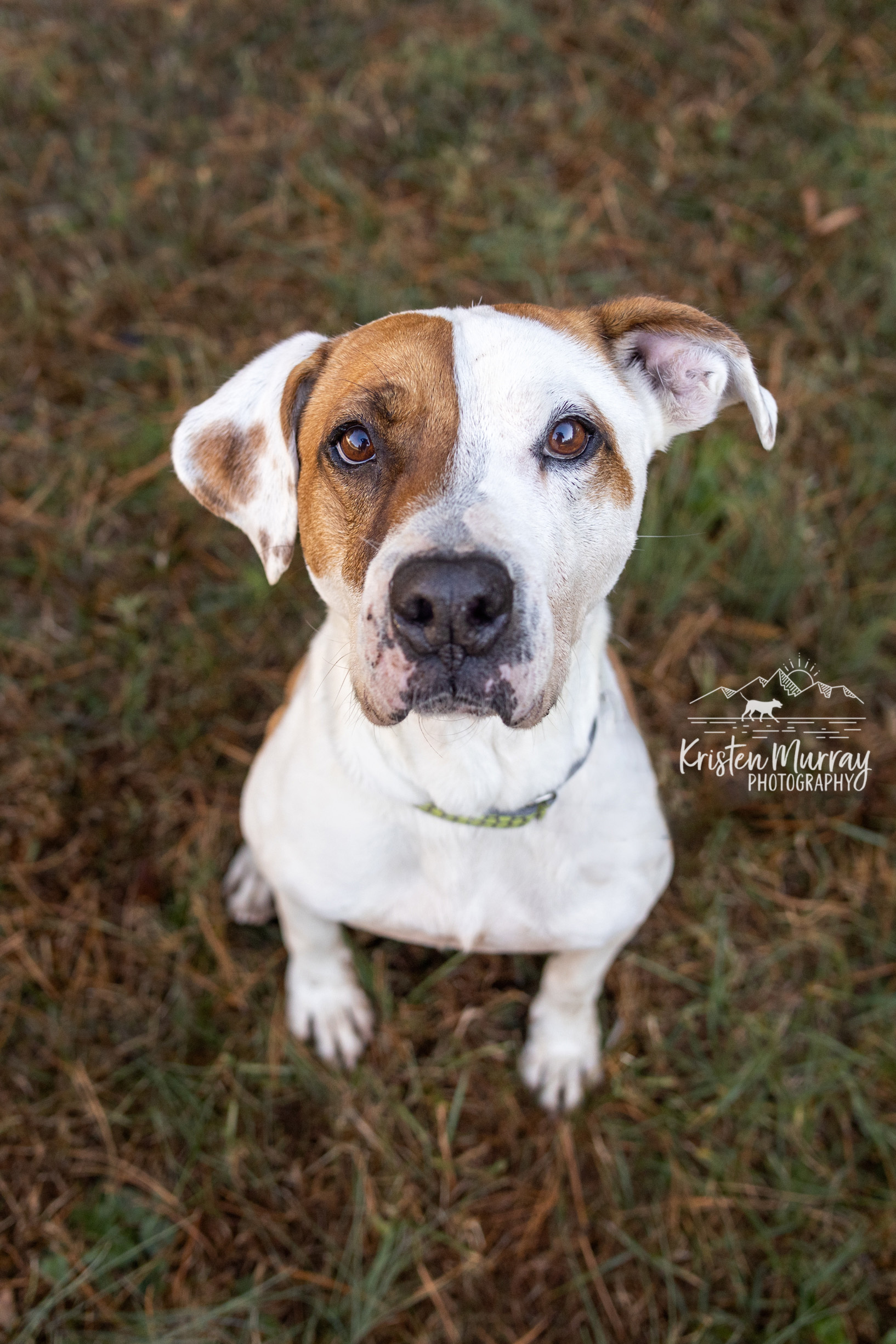 Rocky - Mr. Wonderful, an adoptable Hound, Boxer in Midlothian, VA, 23112 | Photo Image 1