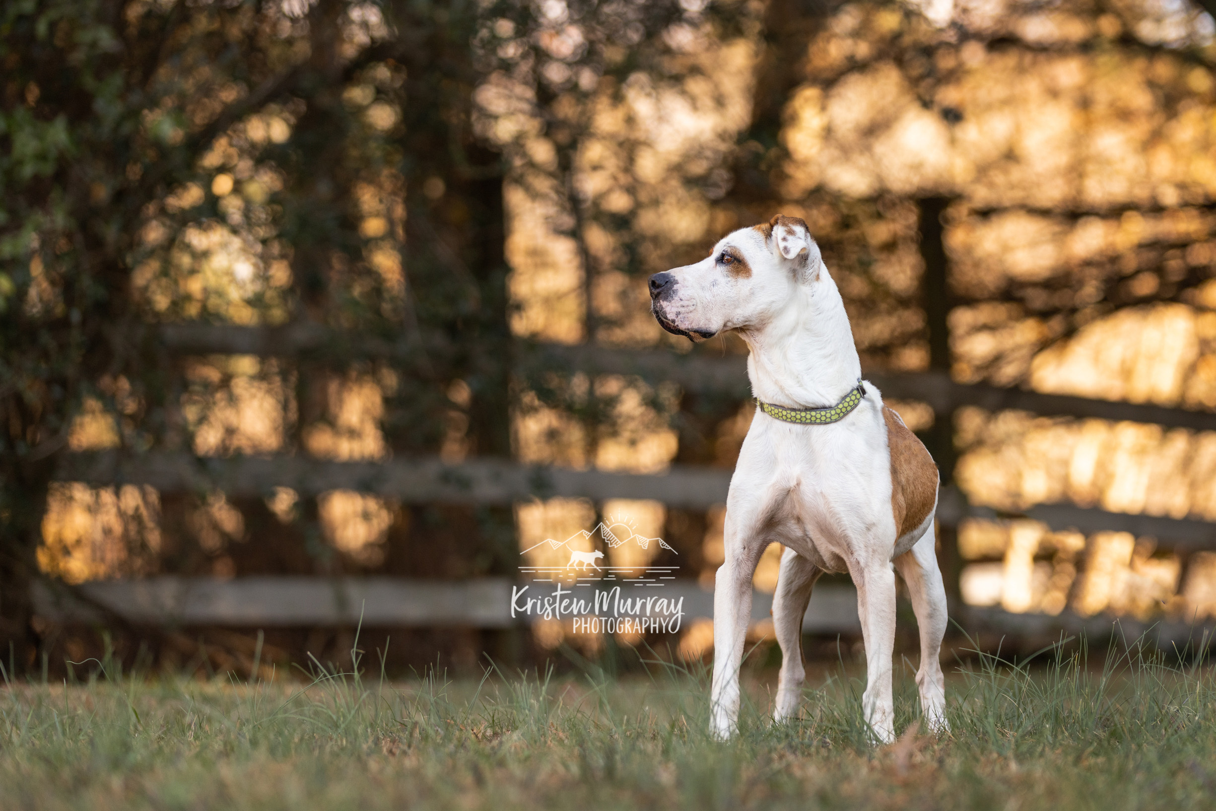 Rocky - Mr. Wonderful, an adoptable Hound, Boxer in Midlothian, VA, 23112 | Photo Image 5