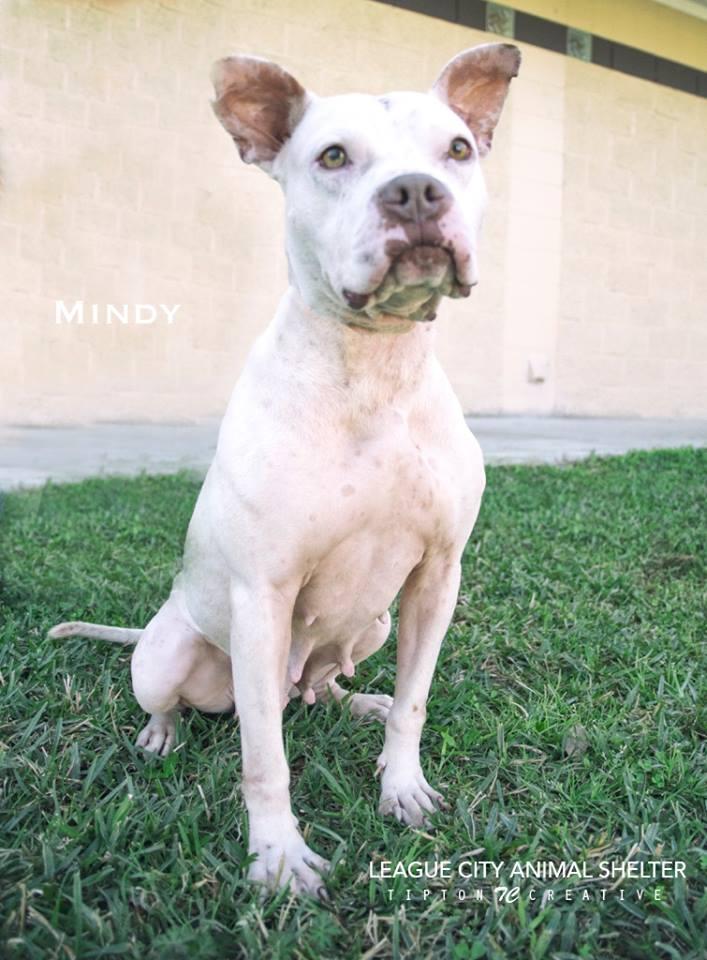 Mindy - Adopted! 3