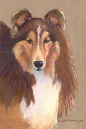 Sheltie collie hot sale rescue