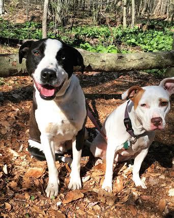 Border Collies - Foster Homes Needed, an adoptable Border Collie in Carlisle, PA, 17015 | Photo Image 4