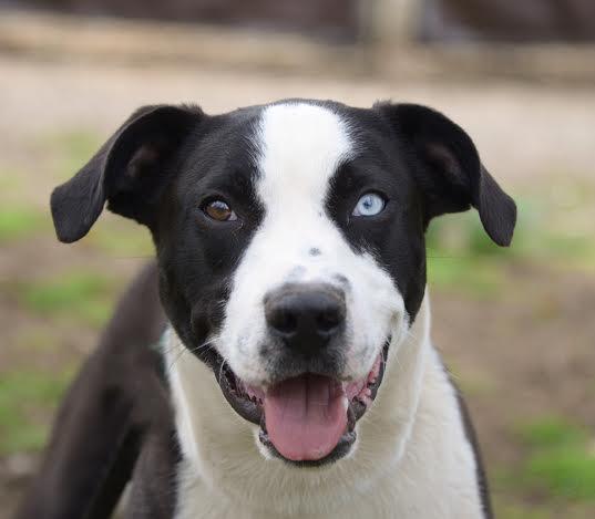 Border Collies - Foster Homes Needed, an adoptable Border Collie in Carlisle, PA, 17015 | Photo Image 5