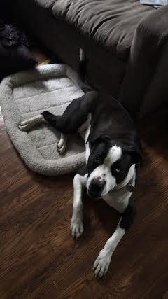 Border Collies - Foster Homes Needed, an adoptable Border Collie in Carlisle, PA, 17015 | Photo Image 6