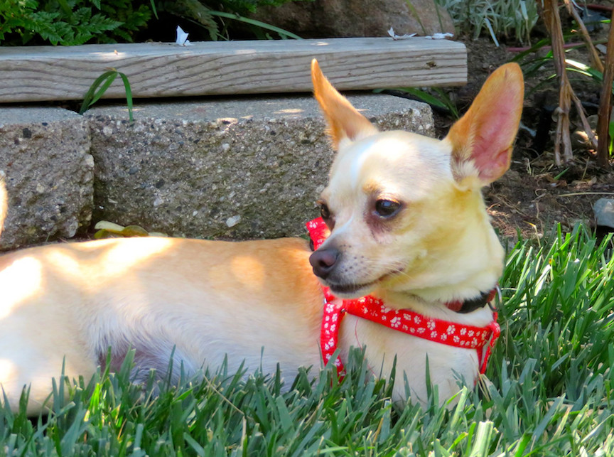 Ringo, an adoptable Chihuahua in San Francisco, CA, 94116 | Photo Image 2