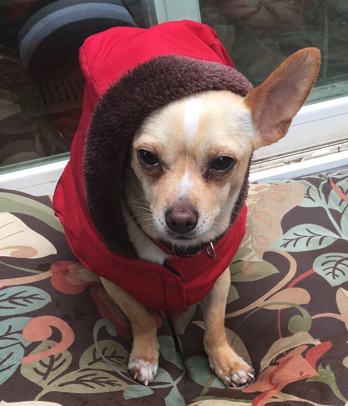 Ringo, an adoptable Chihuahua in San Francisco, CA, 94116 | Photo Image 3