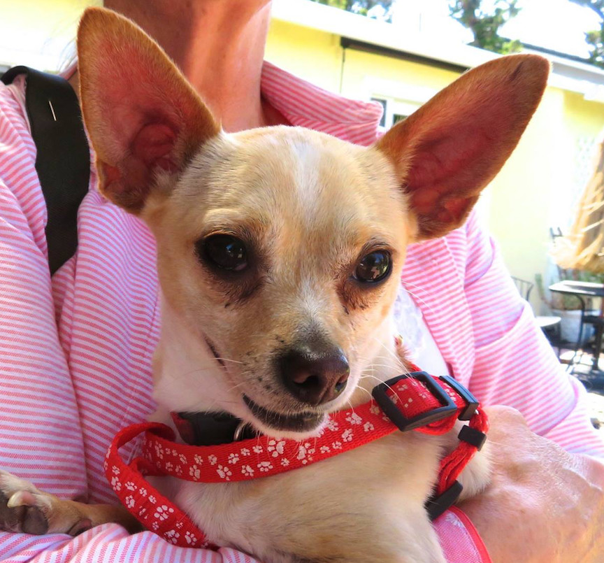 Ringo, an adoptable Chihuahua in San Francisco, CA, 94116 | Photo Image 1