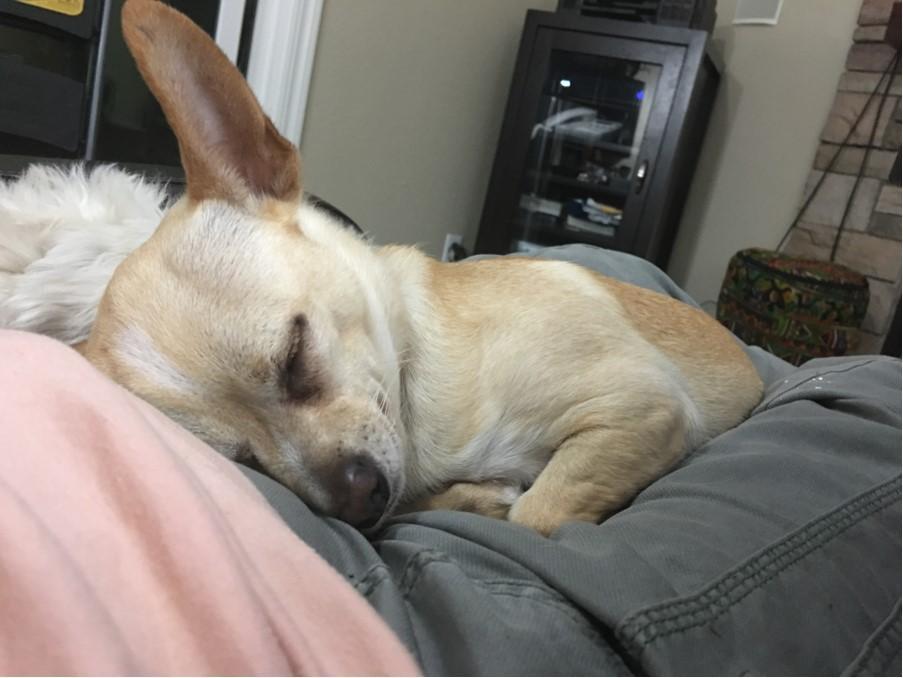 Ringo, an adoptable Chihuahua in San Francisco, CA, 94116 | Photo Image 5