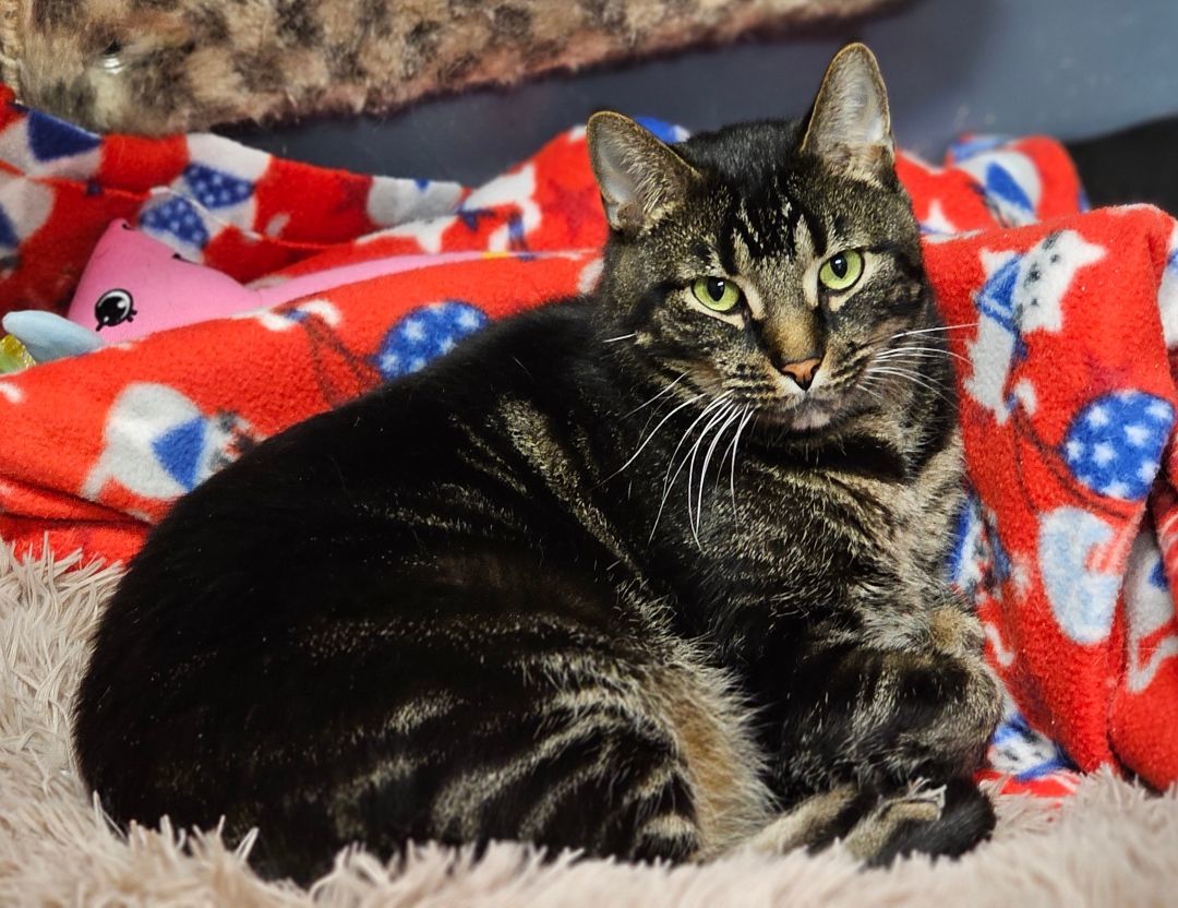 Cliff, an adoptable Tabby in Whiting, IN, 46394 | Photo Image 2