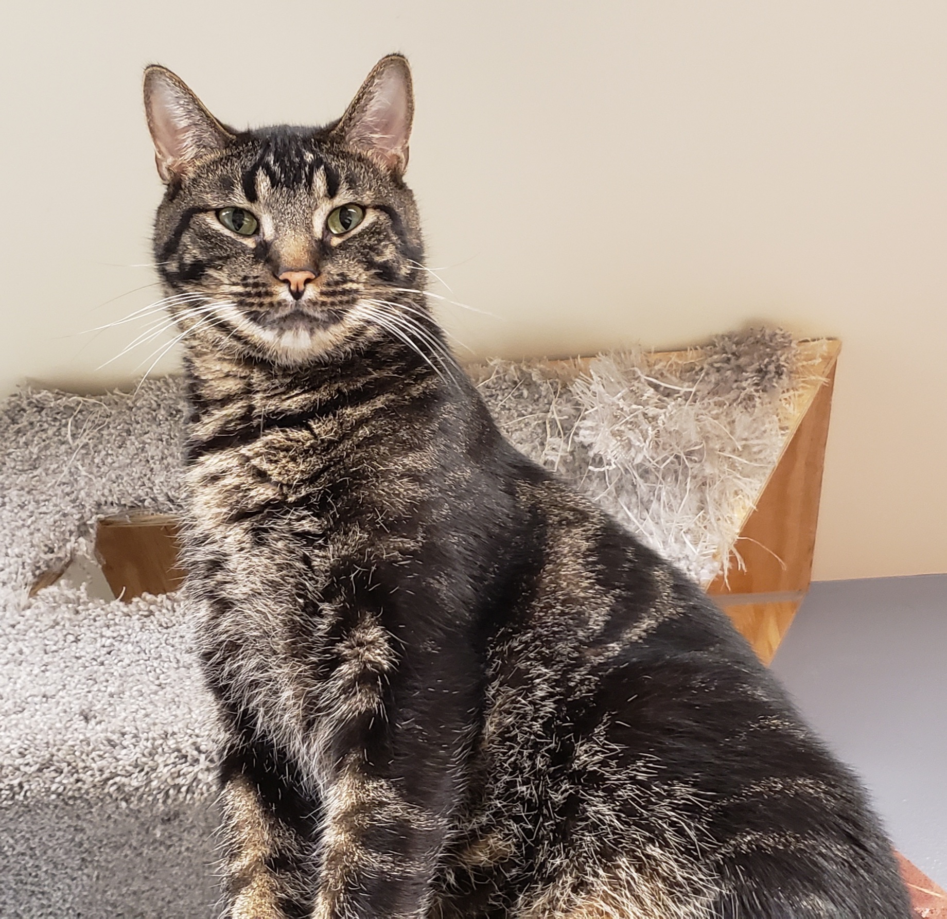 Cliff, an adoptable Tabby in Whiting, IN, 46394 | Photo Image 3