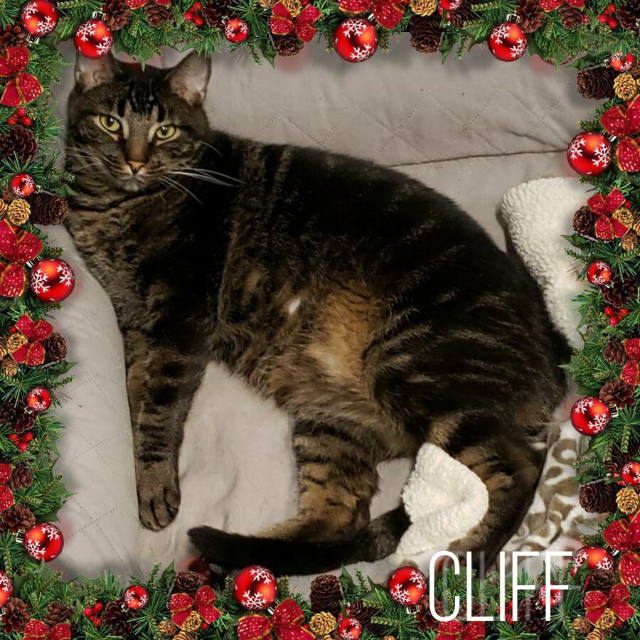 Cliff, an adoptable Tabby in Whiting, IN, 46394 | Photo Image 1