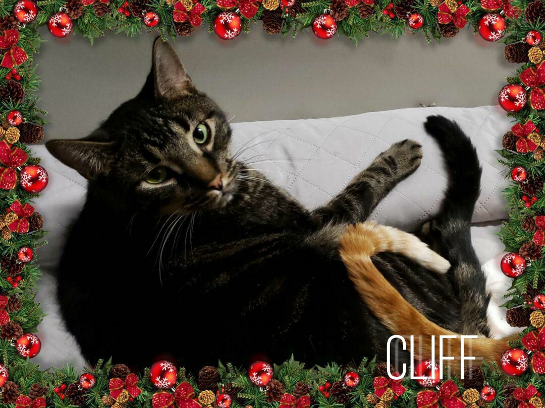 Cliff, an adoptable Tabby in Whiting, IN, 46394 | Photo Image 4