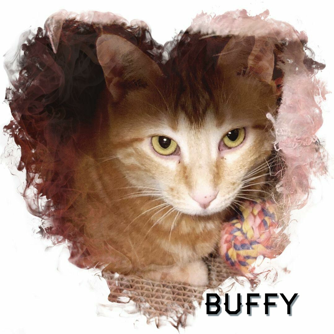 Buffy, an adoptable Tabby in Whiting, IN, 46394 | Photo Image 5