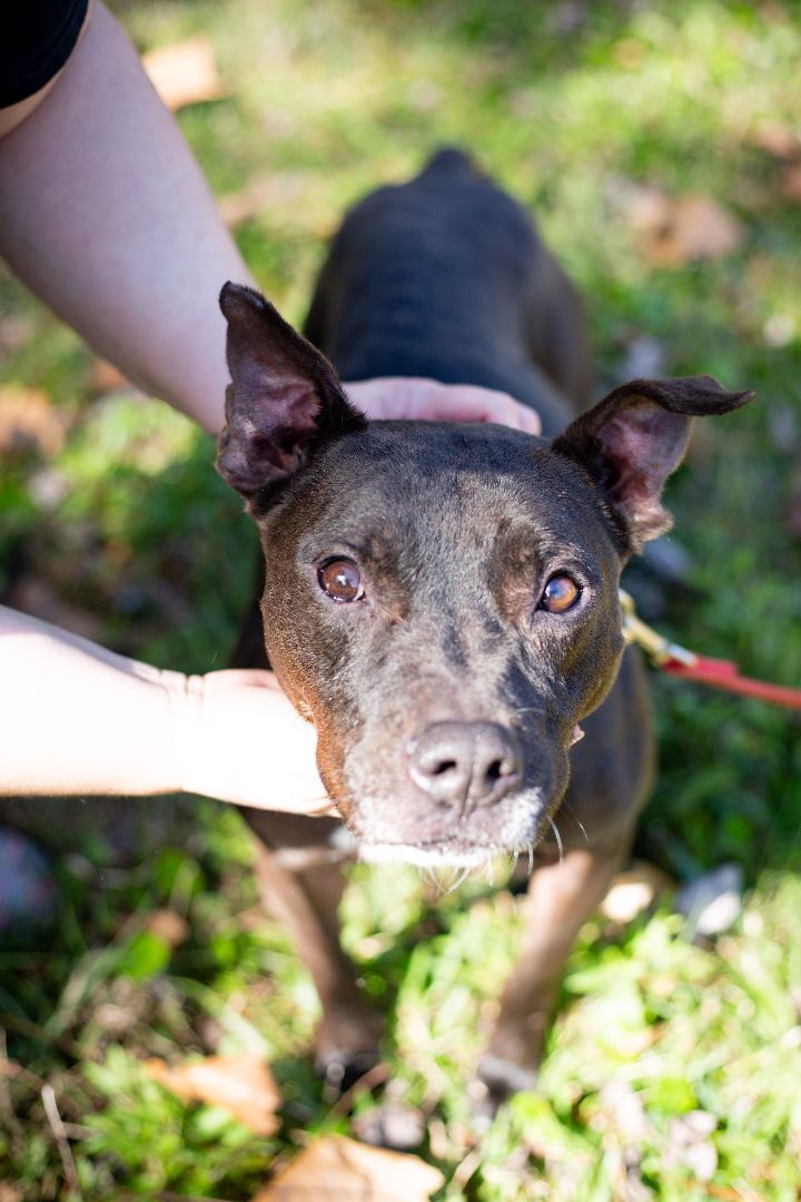 Rebel, an adoptable Terrier in Valdosta, GA, 31601 | Photo Image 1