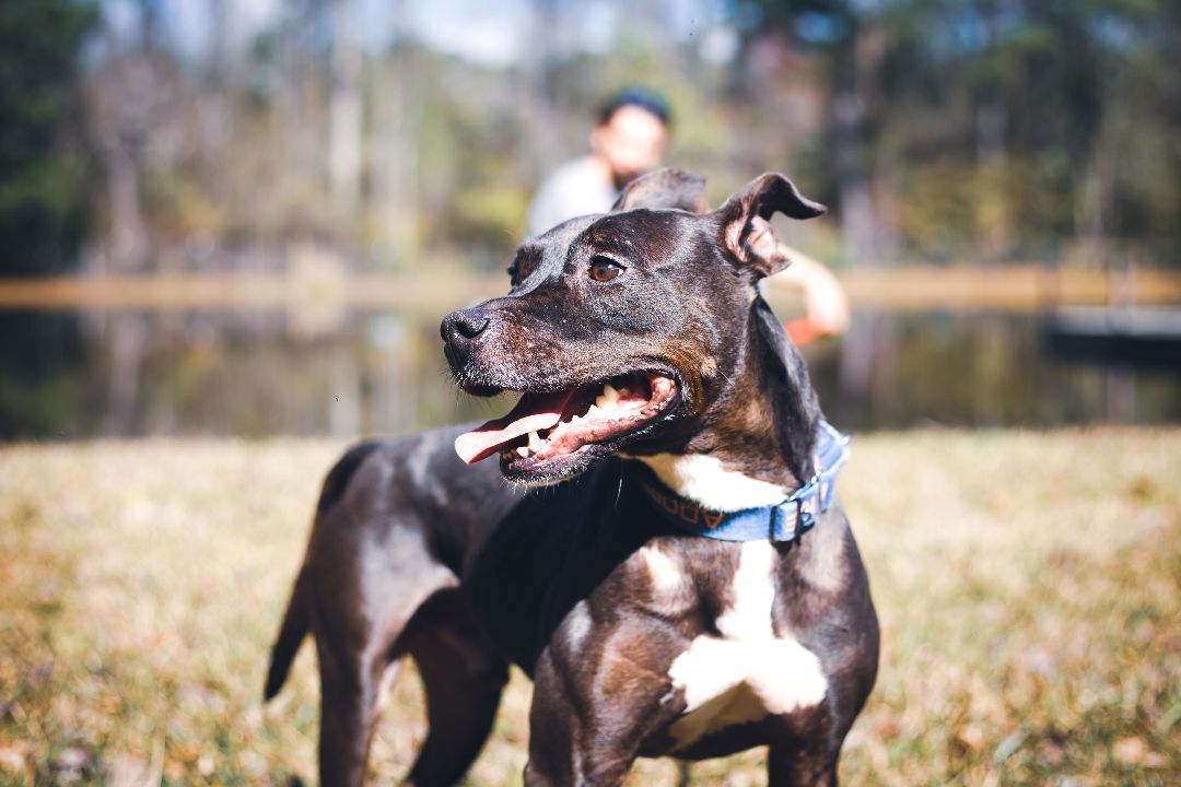 Rebel, an adoptable Terrier in Valdosta, GA, 31601 | Photo Image 3