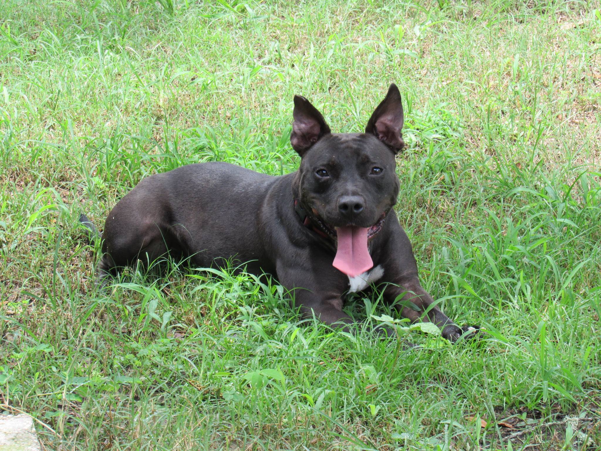 Rebel, an adoptable Terrier in Valdosta, GA, 31601 | Photo Image 4