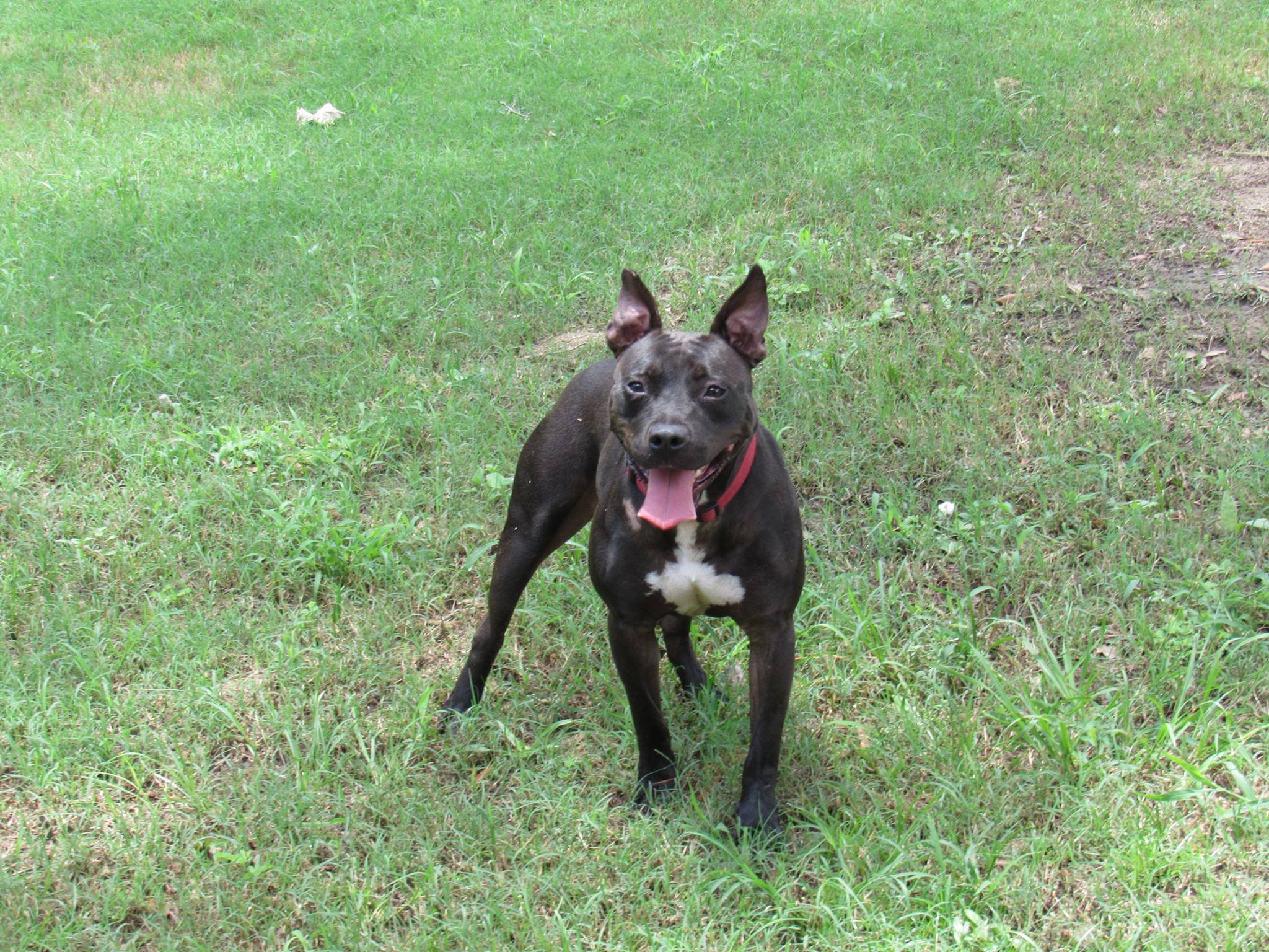Rebel, an adoptable Terrier in Valdosta, GA, 31601 | Photo Image 5