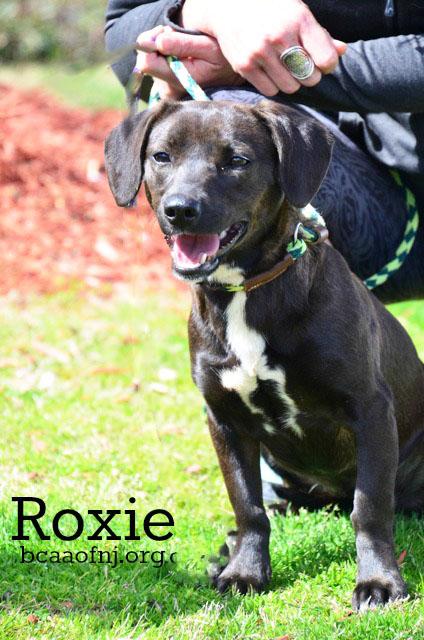 Roxie 1