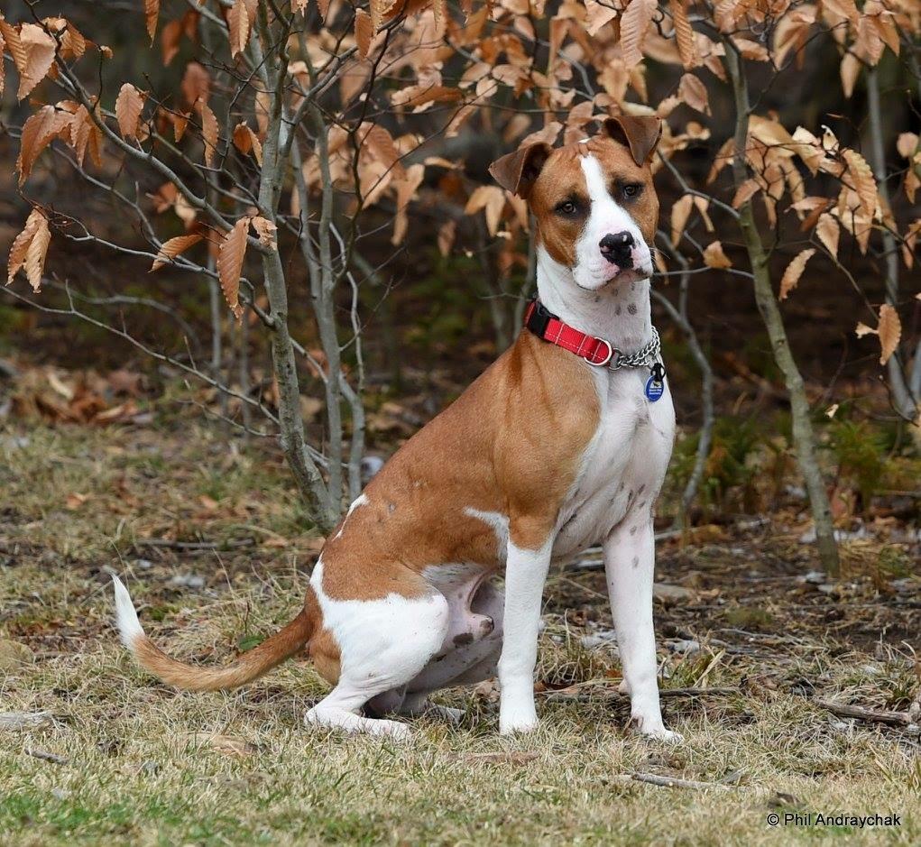 Paulie, an adoptable Boxer in Westminster, MD, 21157 | Photo Image 1