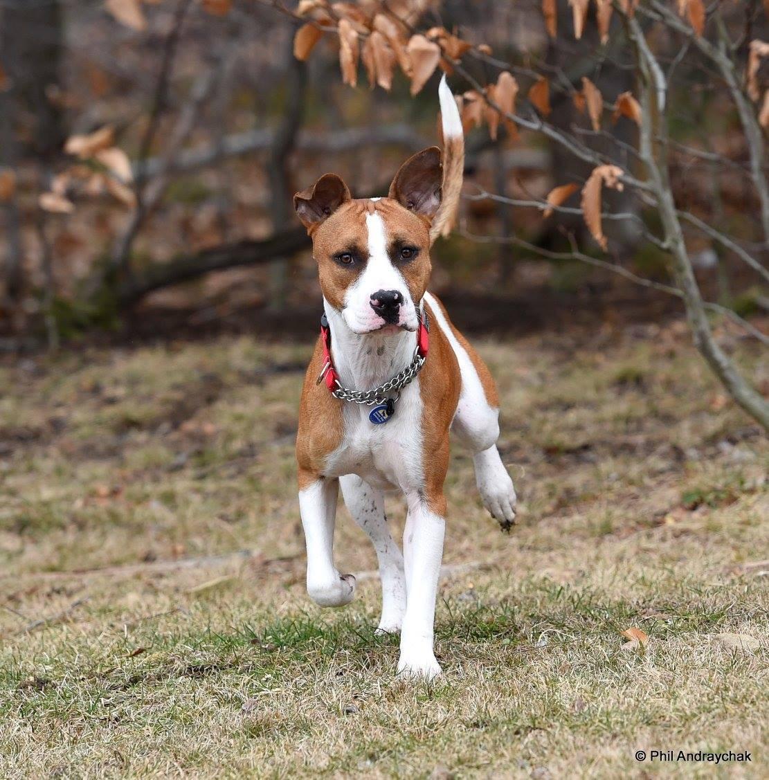 Paulie, an adoptable Boxer in Westminster, MD, 21157 | Photo Image 2