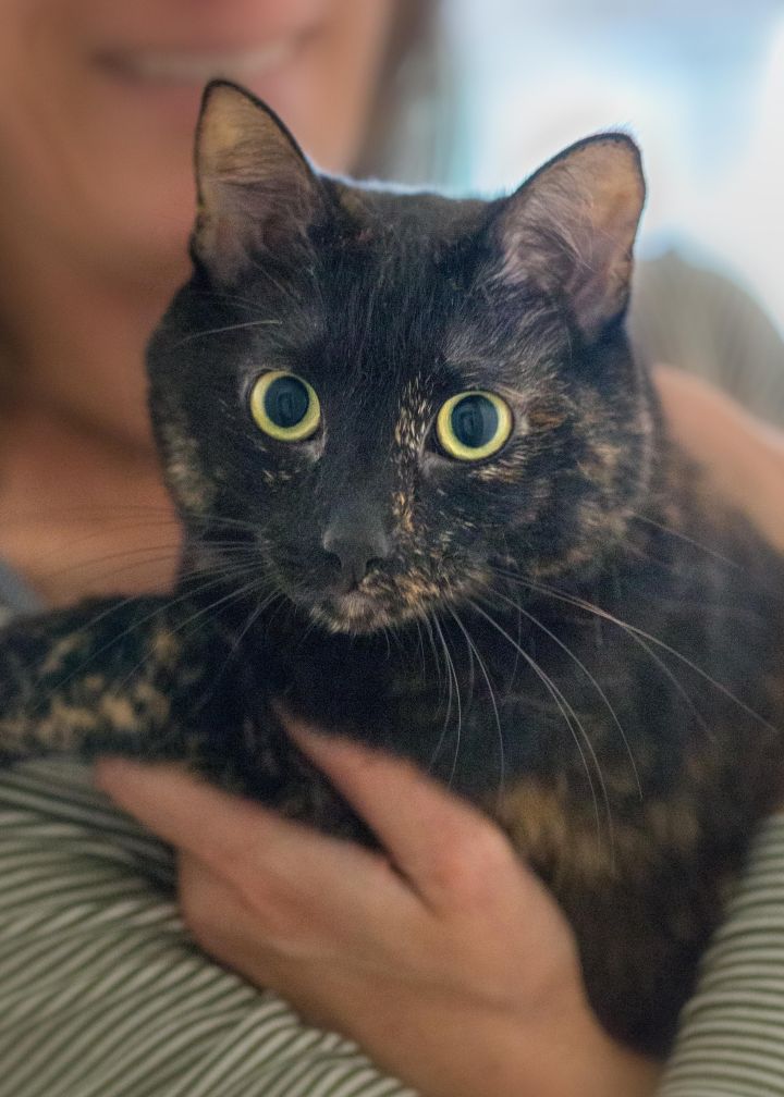 Zoey, an adopted Dilute Tortoiseshell Mix in Stanford, CA_image-1