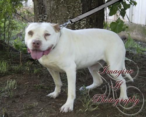 Asia, an adoptable Pit Bull Terrier in Blanchard, OK, 73010 | Photo Image 1