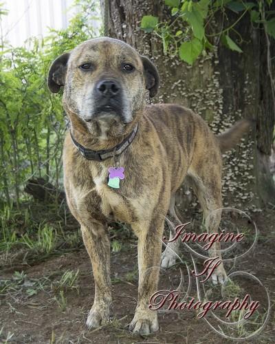 Bogie, an adoptable Mixed Breed in Blanchard, OK, 73010 | Photo Image 1