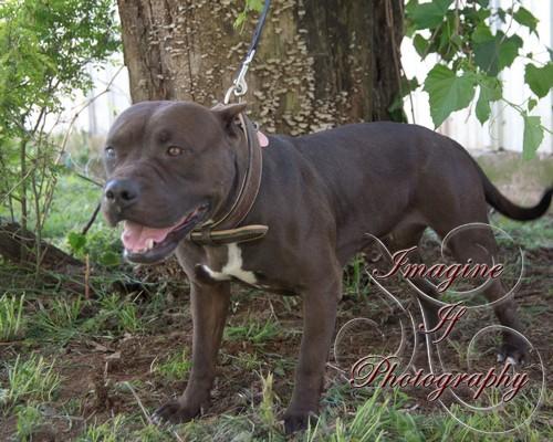 Hershey, an adoptable Pit Bull Terrier in Blanchard, OK, 73010 | Photo Image 1