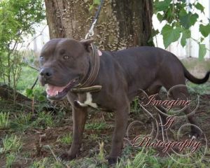 Hershey, Adult Male unknown