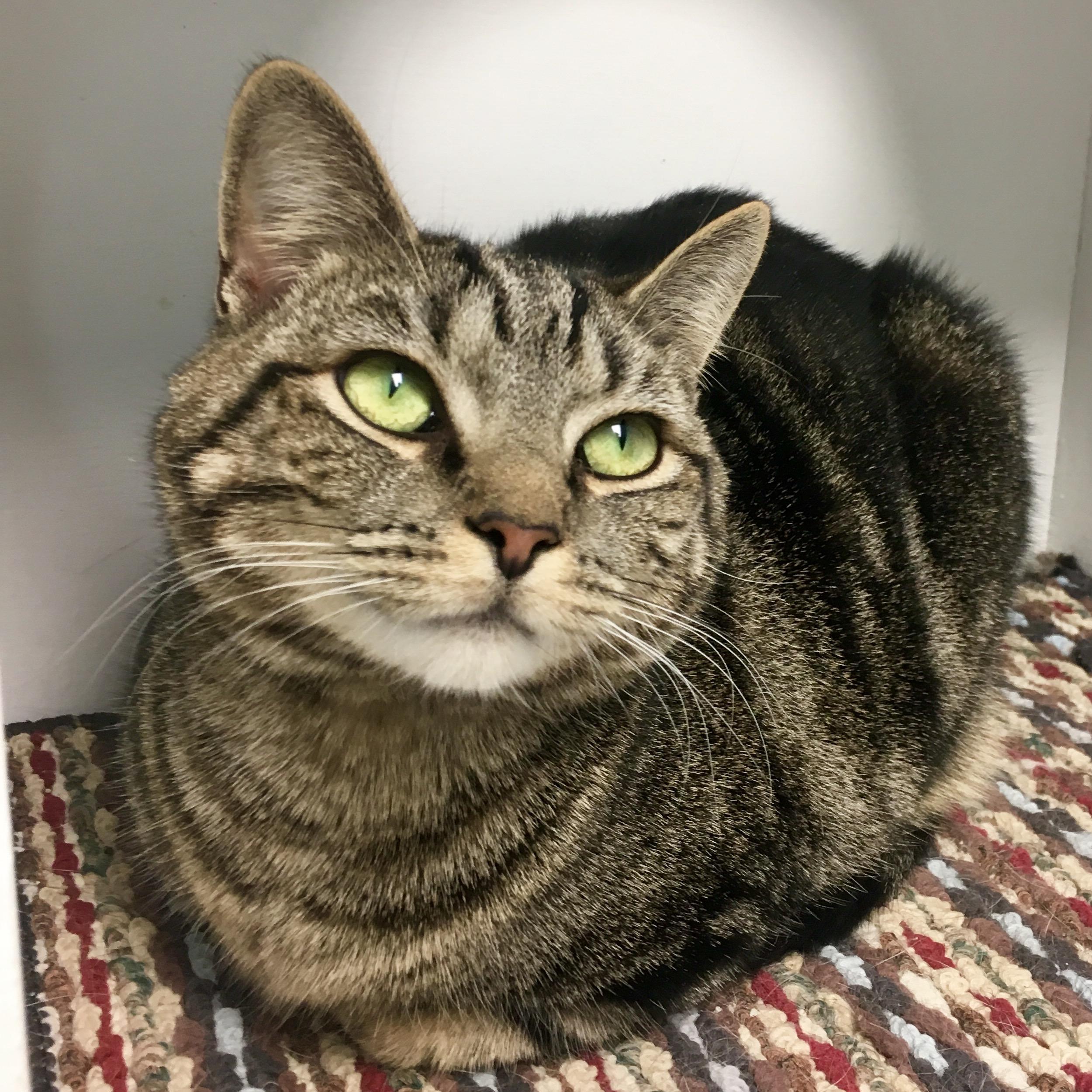 Tabby-Ann, an adoptable Domestic Short Hair, Tabby in Queenstown, MD, 21658 | Photo Image 1