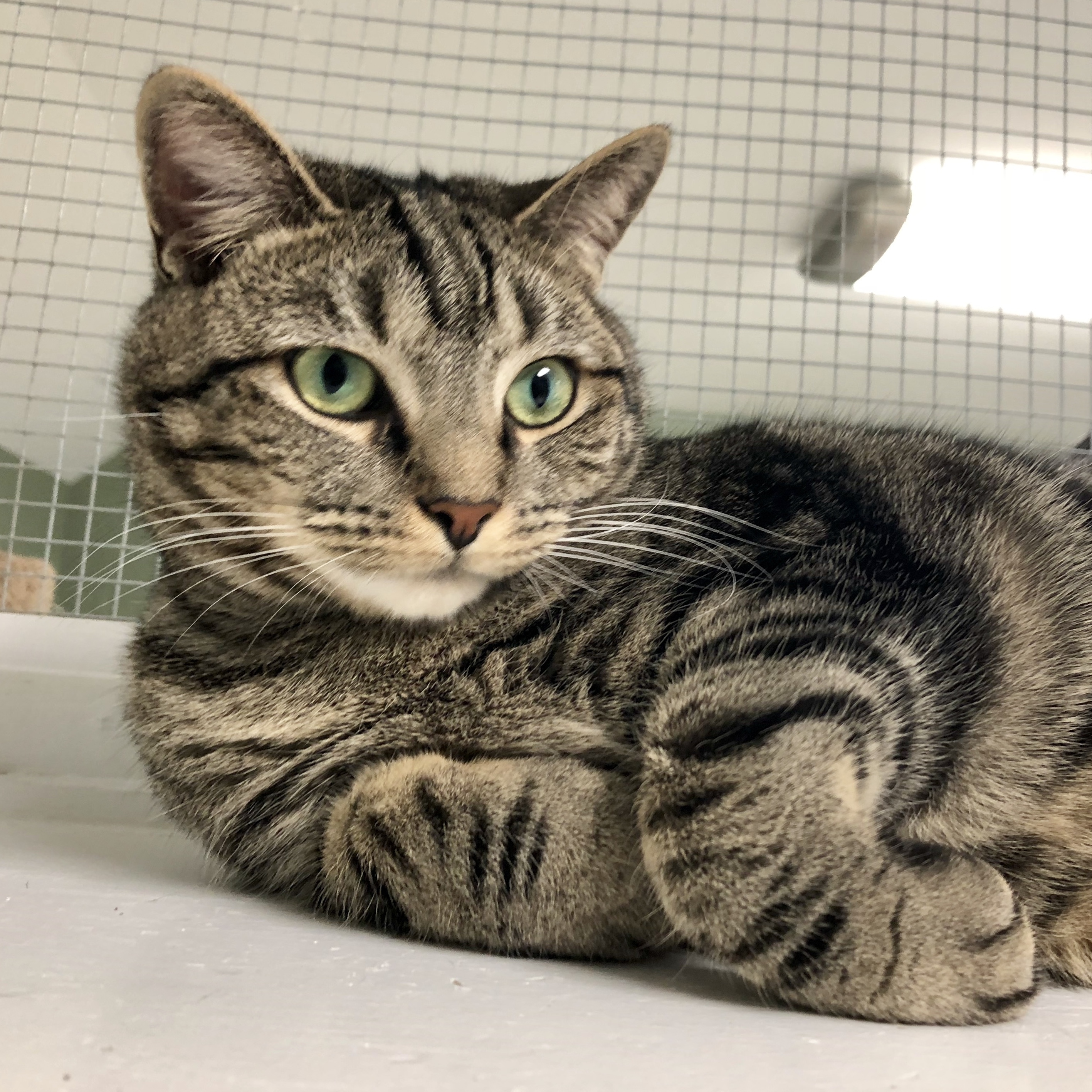 Tabby-Ann, an adoptable Domestic Short Hair, Tabby in Queenstown, MD, 21658 | Photo Image 2