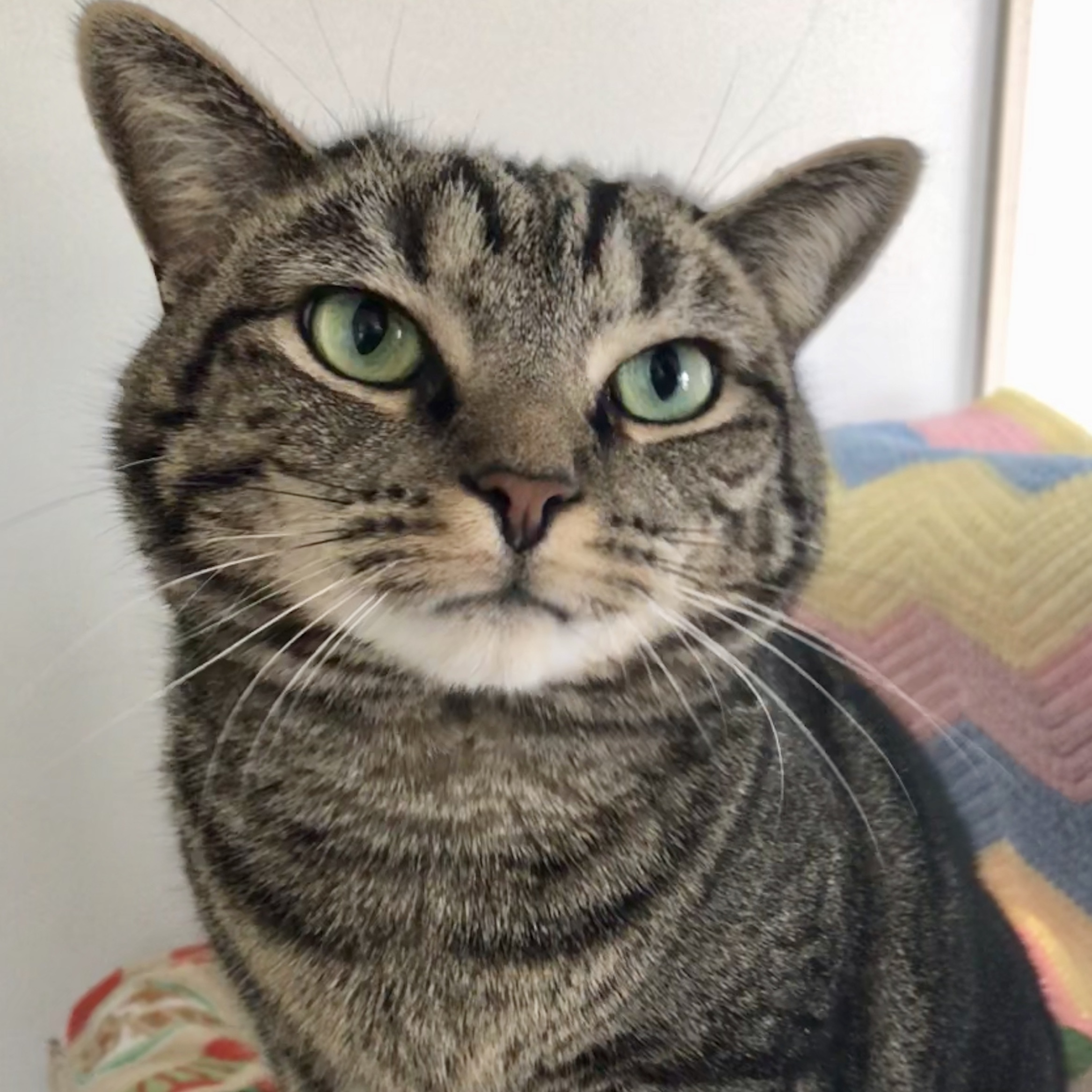 Tabby-Ann, an adoptable Domestic Short Hair, Tabby in Queenstown, MD, 21658 | Photo Image 3