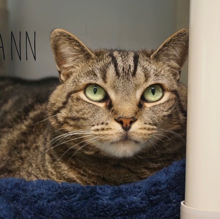 Tabby-Ann, an adoptable Domestic Short Hair, Tabby in Queenstown, MD, 21658 | Photo Image 6