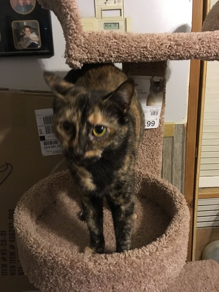 Ms Tortie, an adoptable Tortoiseshell in Valhalla, NY