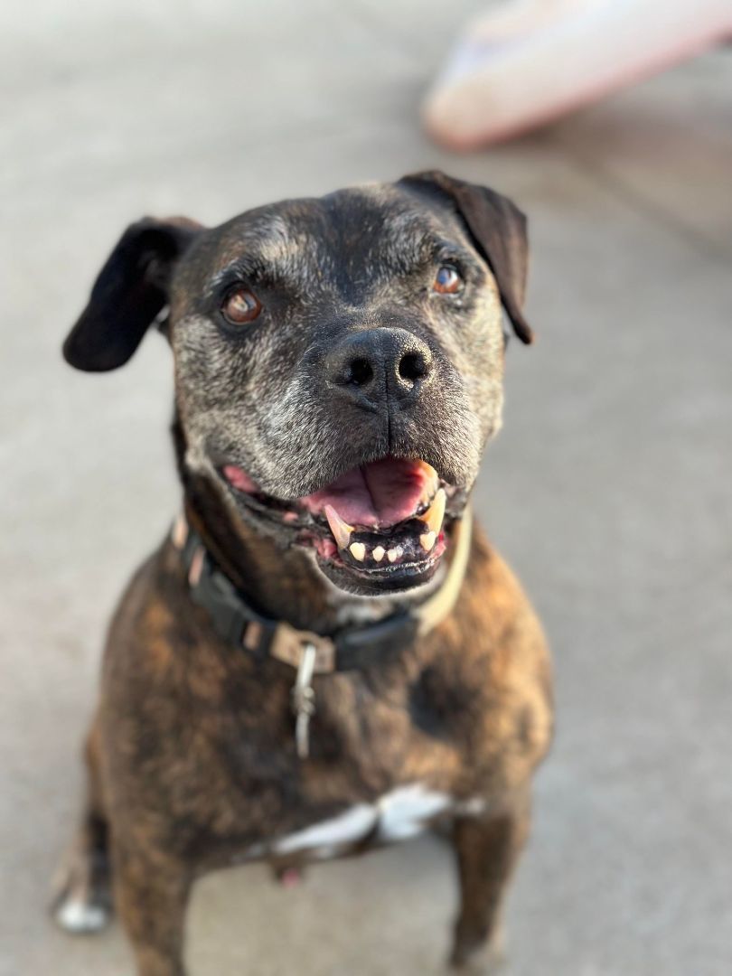 Shadow, an adoptable Labrador Retriever, American Staffordshire Terrier in La Salle, IL, 61301 | Photo Image 6