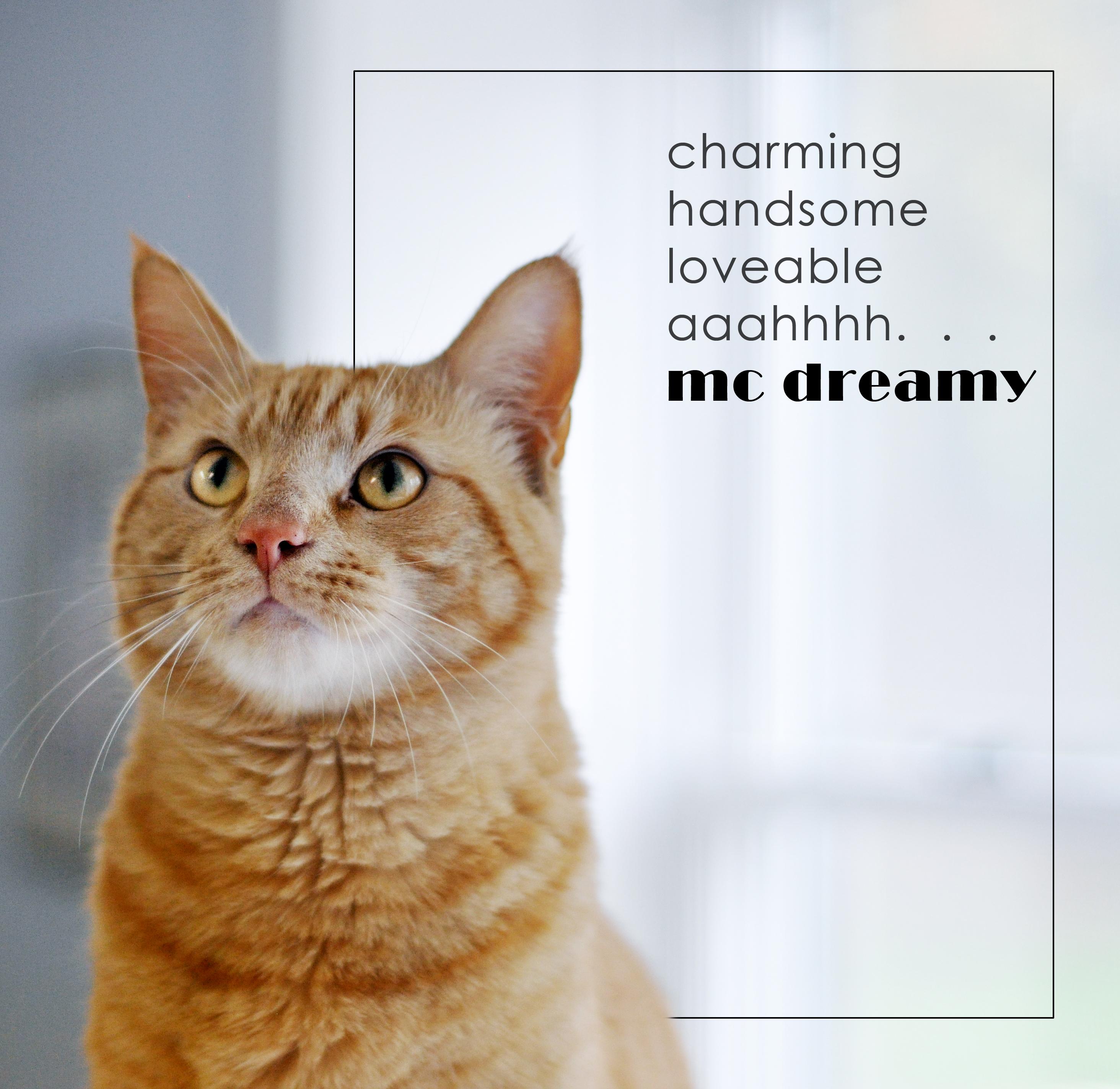 A Dream Cat Mcdreamy Our Featured Cat detail page