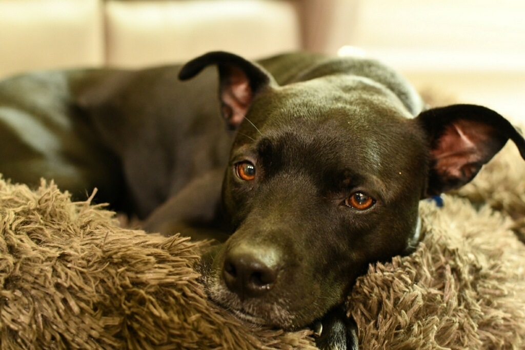Tucker , an adoptable Terrier, Black Labrador Retriever in Sanford, NC, 27331 | Photo Image 2