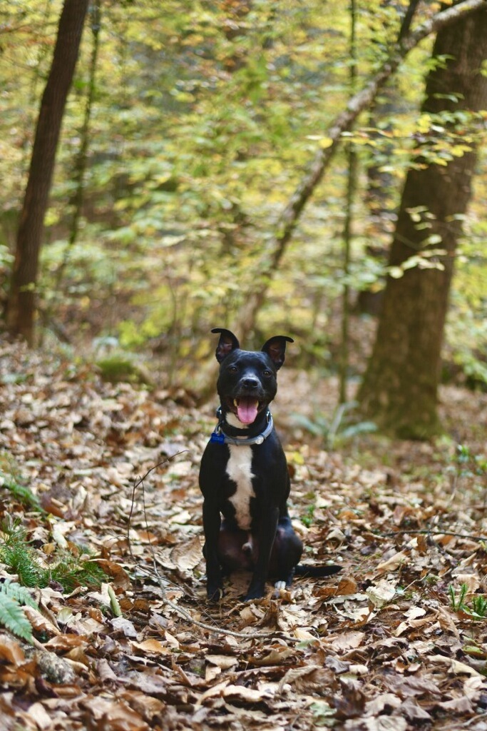 Tucker , an adoptable Terrier, Black Labrador Retriever in Sanford, NC, 27331 | Photo Image 3