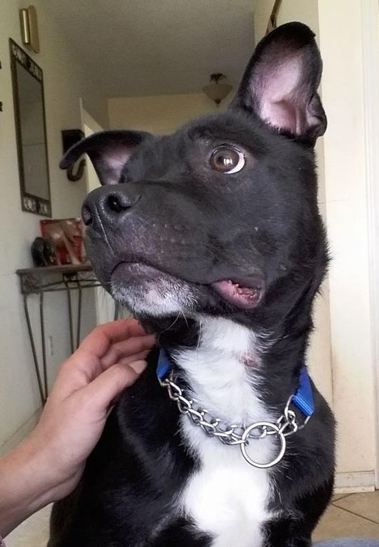 Tucker, an adoptable Terrier & Black Labrador Retriever Mix in Sanford, NC_image-3
