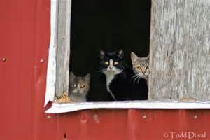 Barn Cats