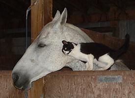 Barn Cats, an adoptable Domestic Short Hair in Wilsonville, OR, 97070 | Photo Image 8