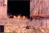 Barn Cats photo 9