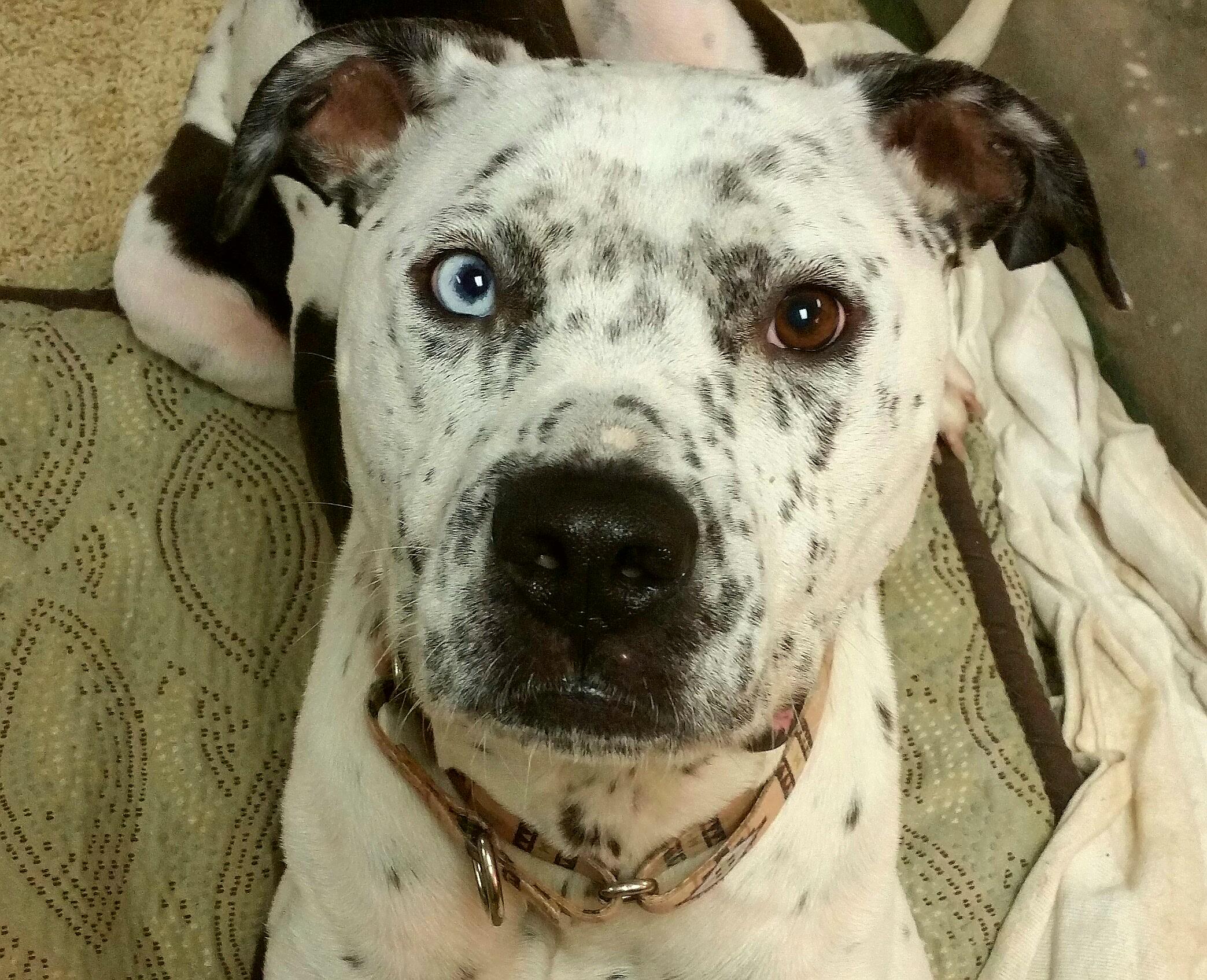 Dog for adoption - Frankie, a Pit Bull Terrier & Dalmatian Mix in