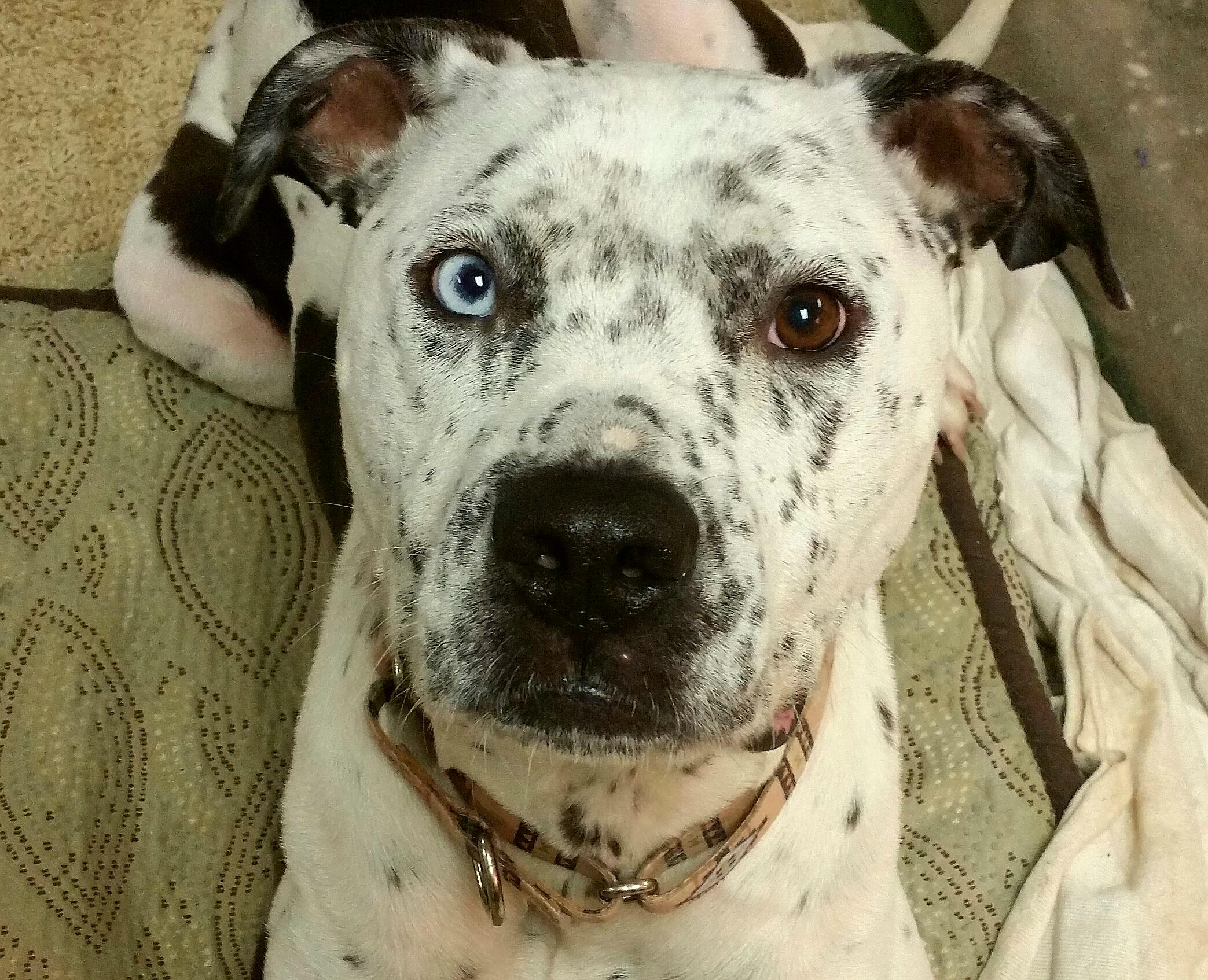 Pitbull dalmatian hot sale mix puppy