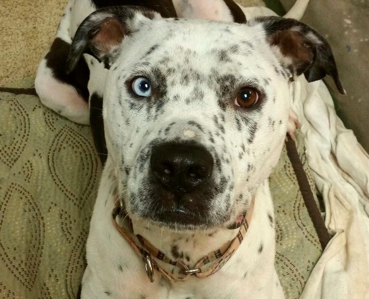 Dog for adoption - Frankie, a Pit Bull Terrier & Dalmatian Mix in