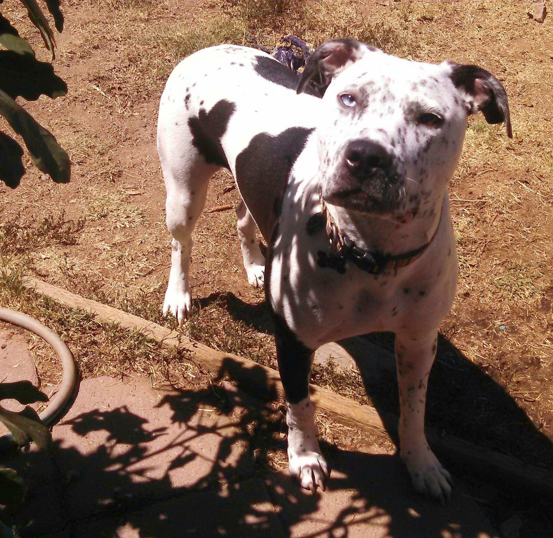Frankie, an adoptable Pit Bull Terrier, Dalmatian in Cantua Creek, CA, 93608 | Photo Image 3