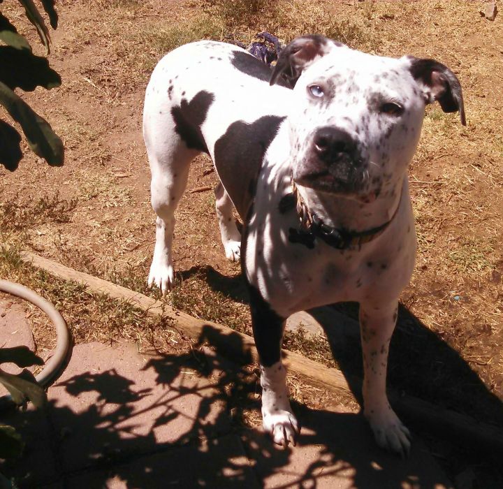 Frankie, an adoptable Pit Bull Terrier & Dalmatian Mix in Cantua Creek, CA_image-3