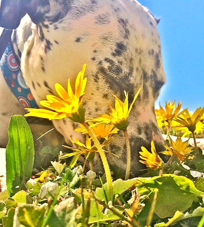 Frankie, an adoptable Pit Bull Terrier, Dalmatian in Cantua Creek, CA, 93608 | Photo Image 4