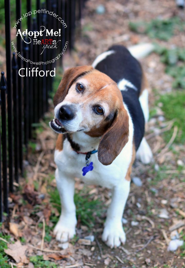 Clifford 1