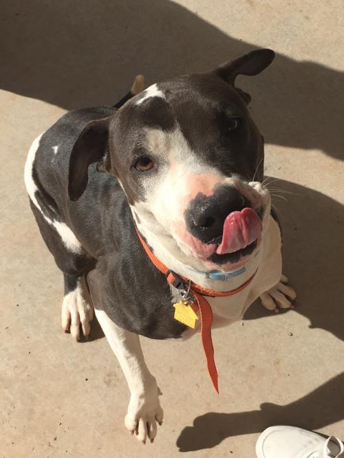 DIXIE 2, an adoptable Pit Bull Terrier, Shar-Pei in Chandler, AZ, 85249 | Photo Image 2